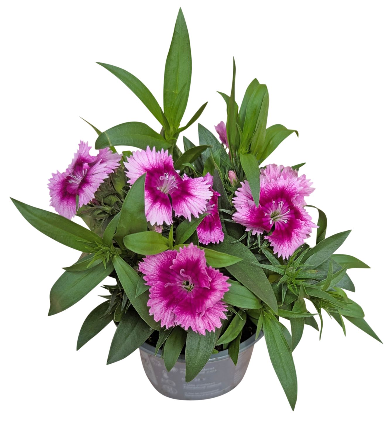 Sommerblumen  