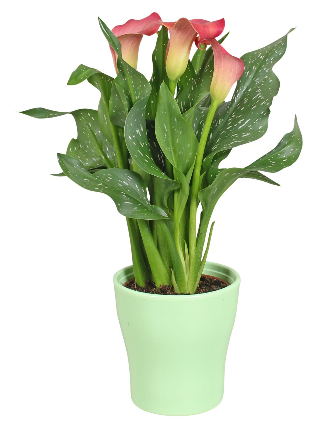 Bromelie oder Calla im Keramik-Übertopf