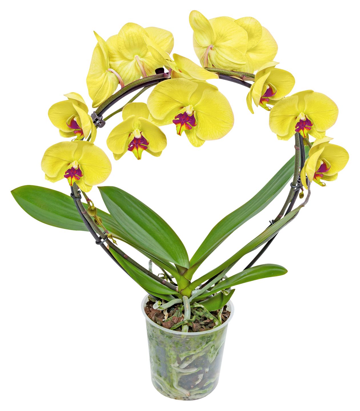Orchidee Sonderformen