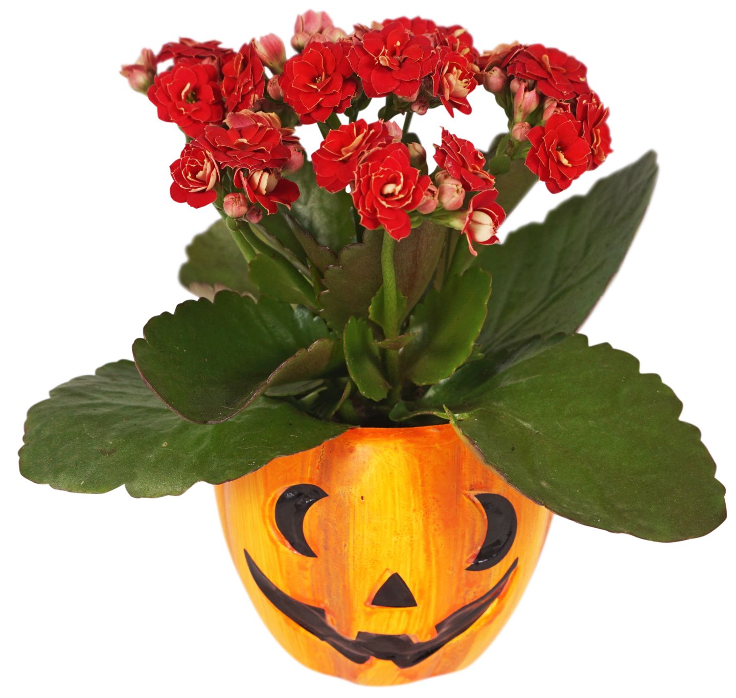 Halloween-Pflanzen