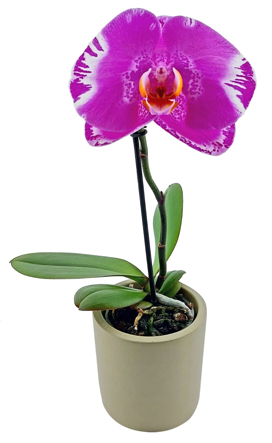 Orchideenvielfalt