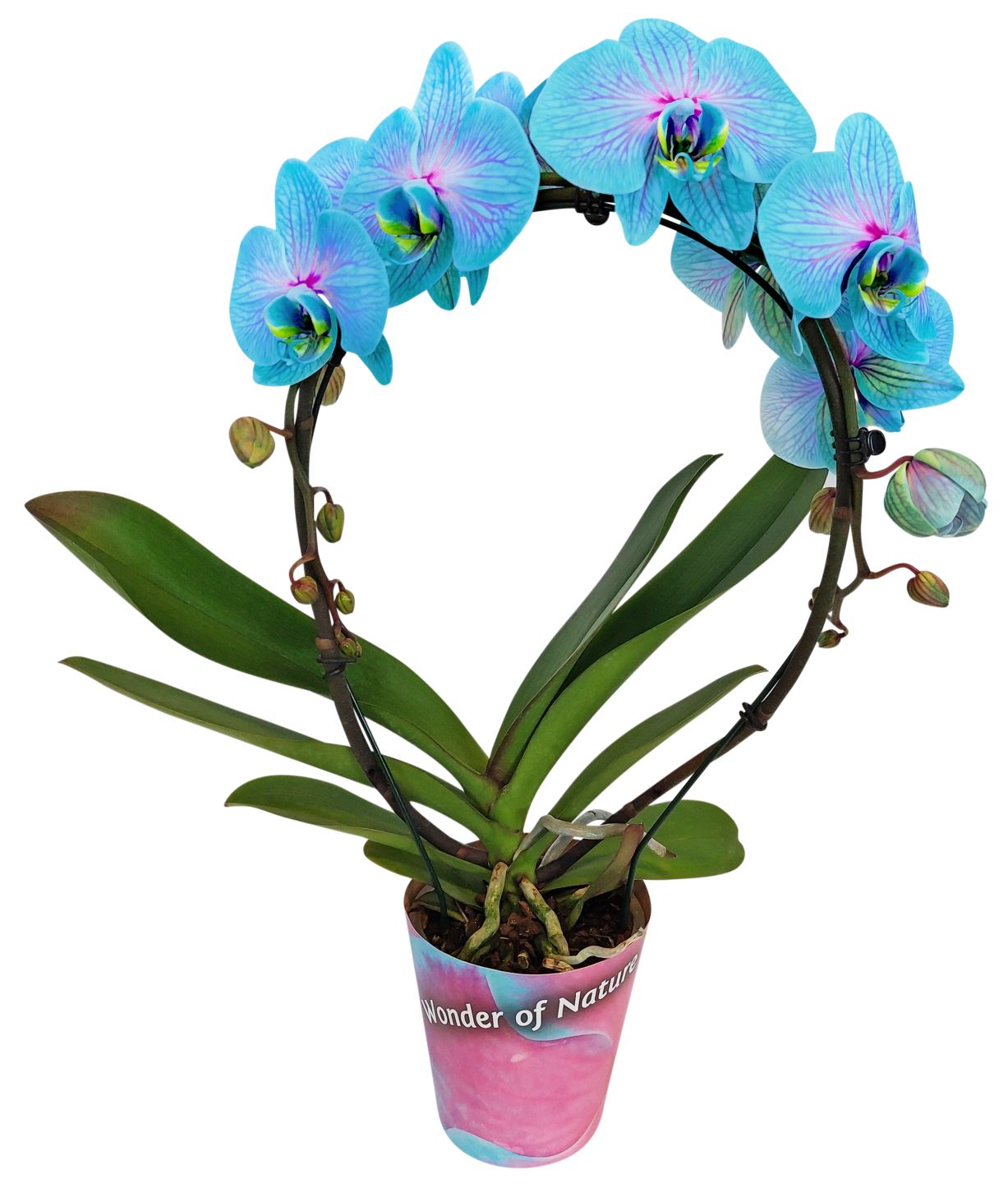 Orchideen im Übertopf oder Potcover