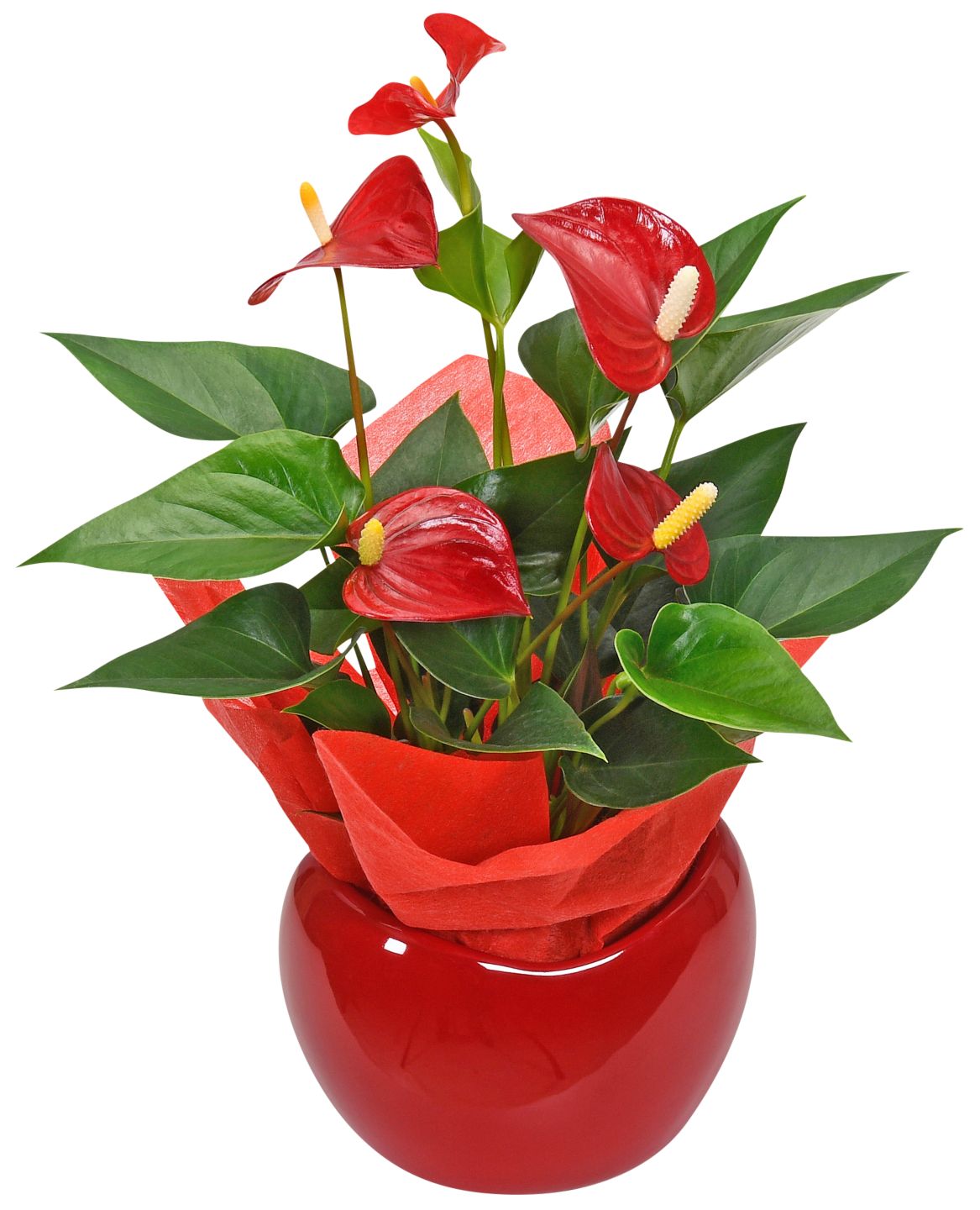 Calla oder Flamingoblume