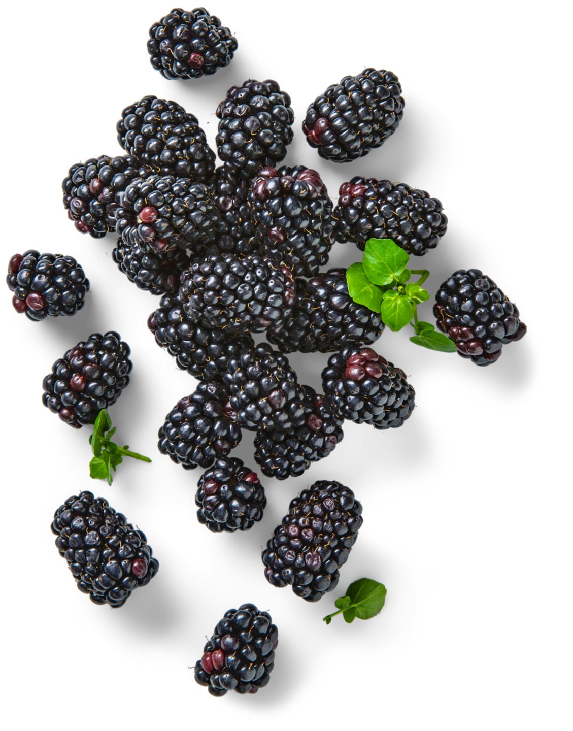 Portug./marokk. Brombeeren