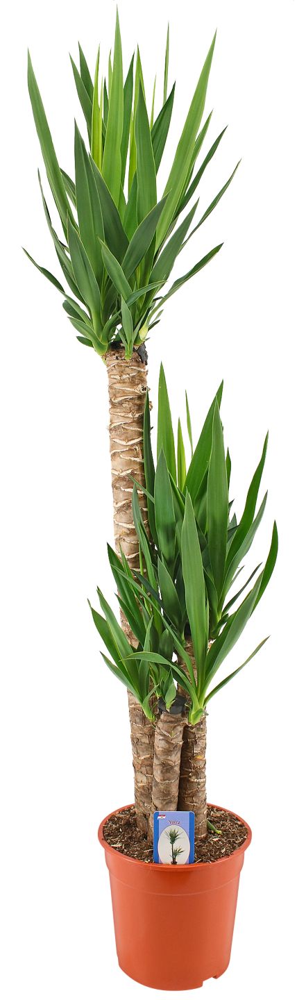 Grünpflanze XXL
