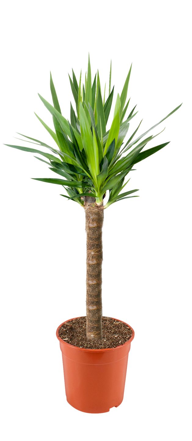 Grünpflanze XXL