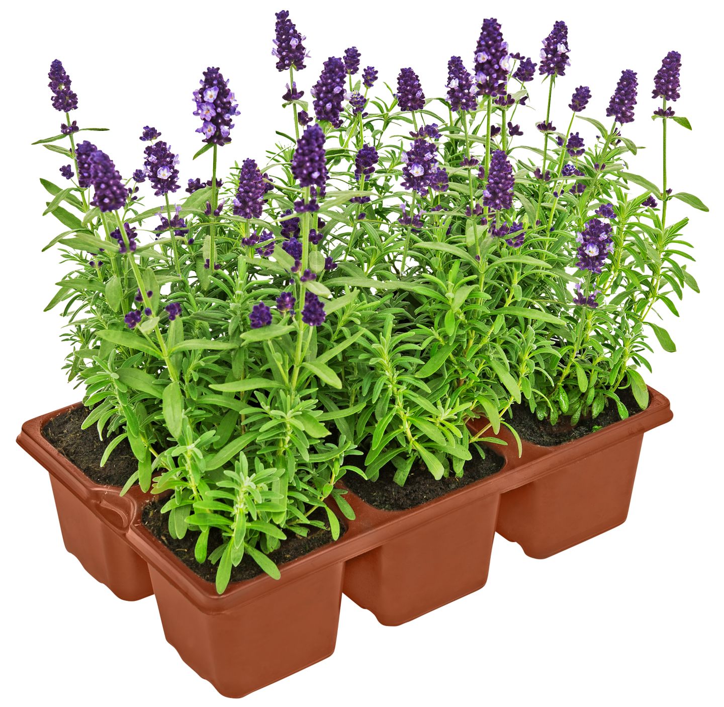 Lavendel