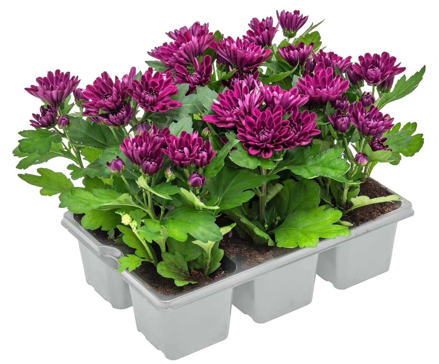 Chrysanthemen