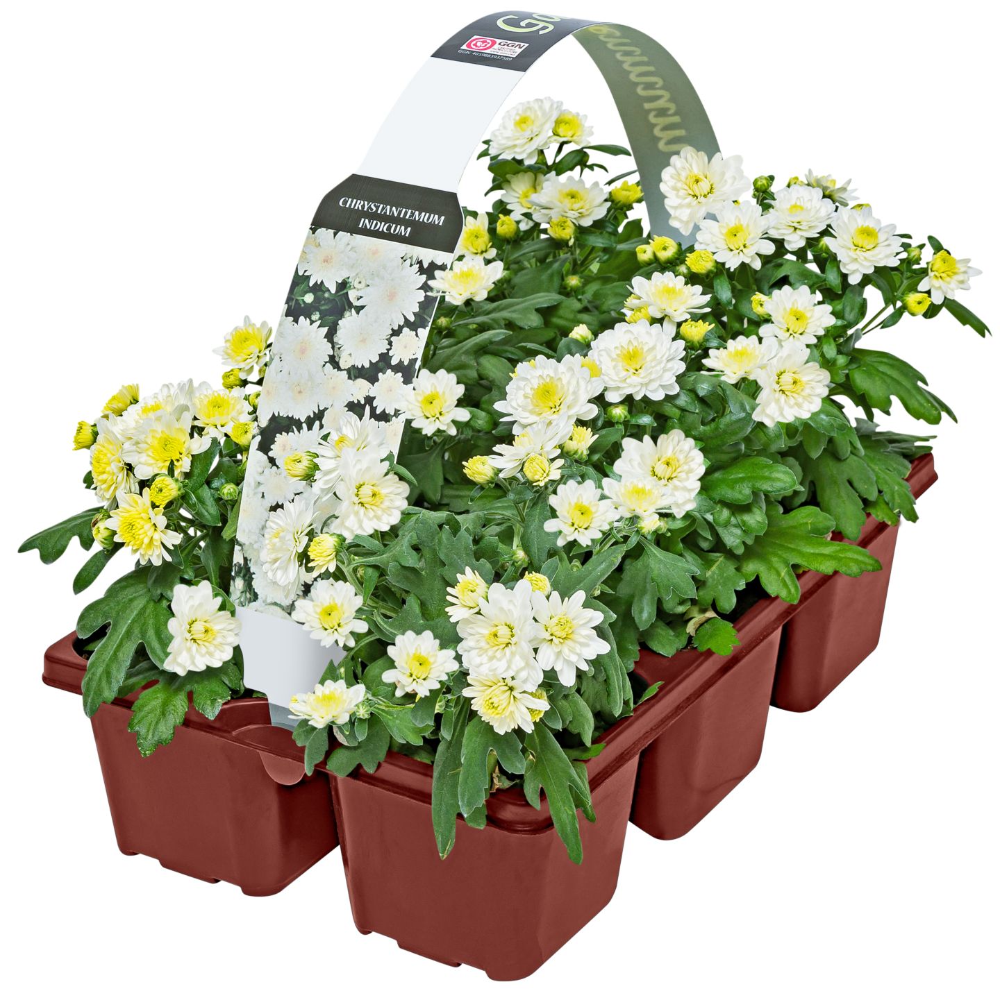 Chrysantheme