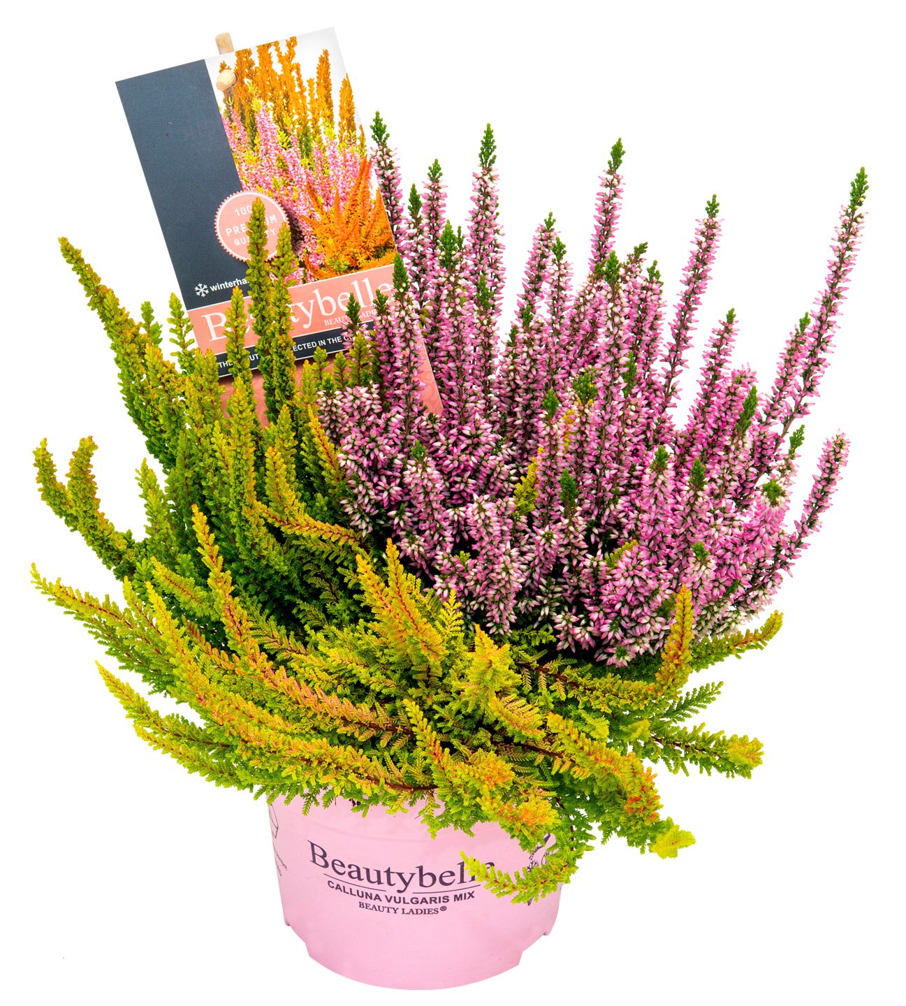 Calluna Sondersorten
