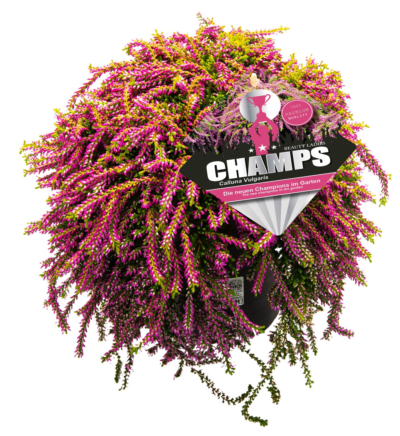 Calluna hängend