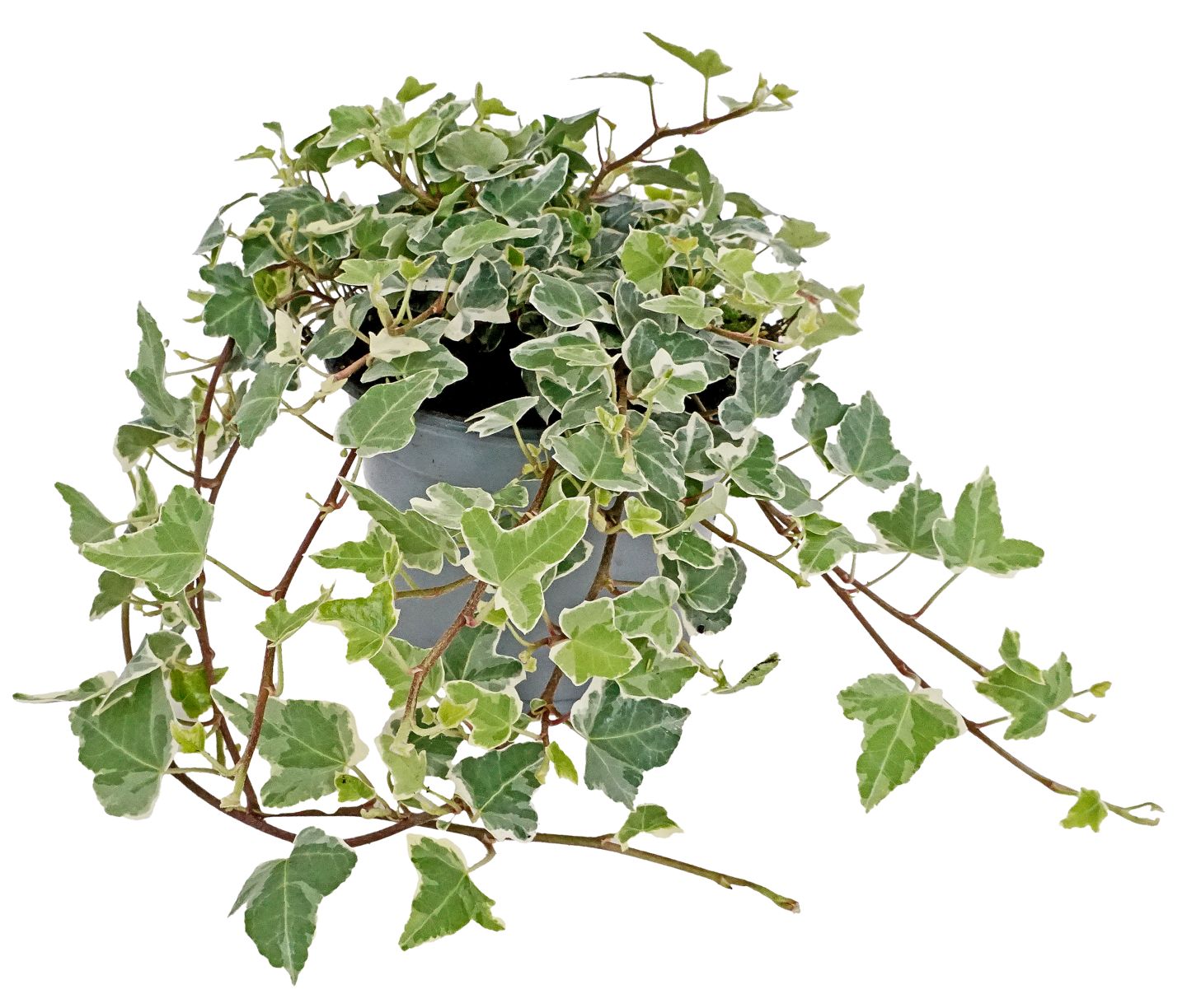 Herbstpflanzen