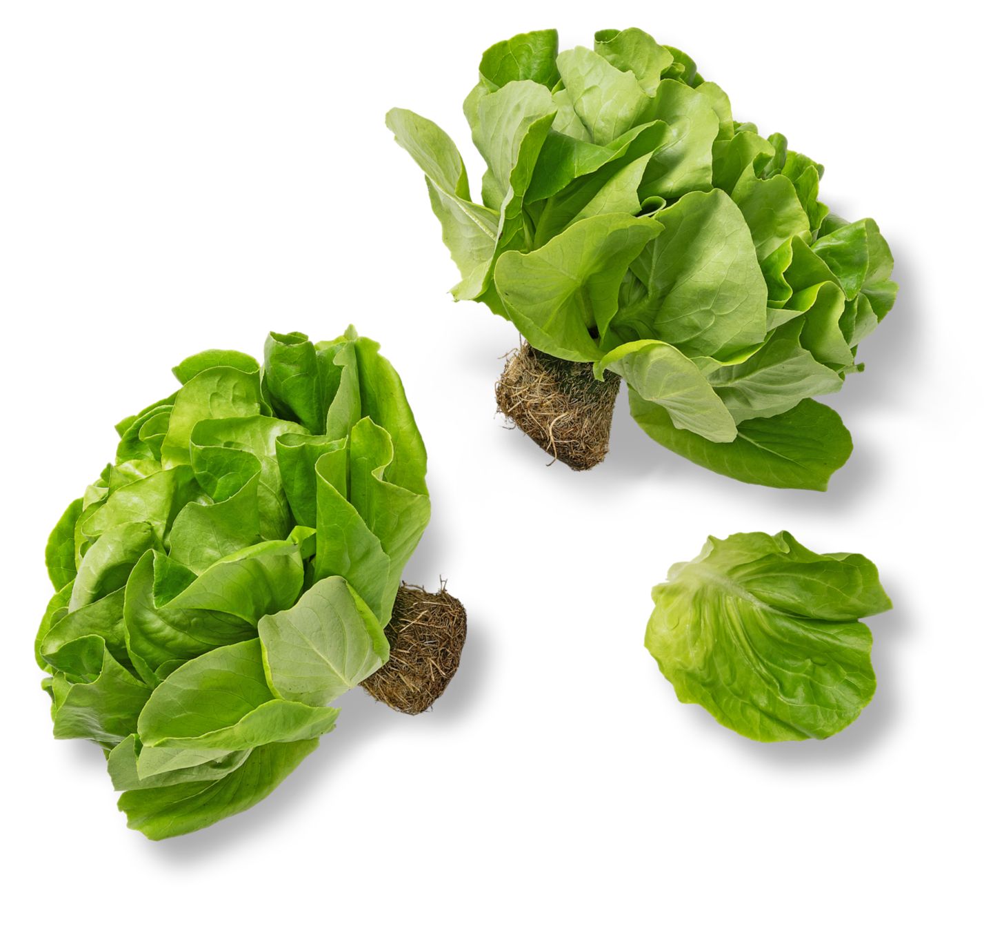 Dtsch./belg. Kopfsalat