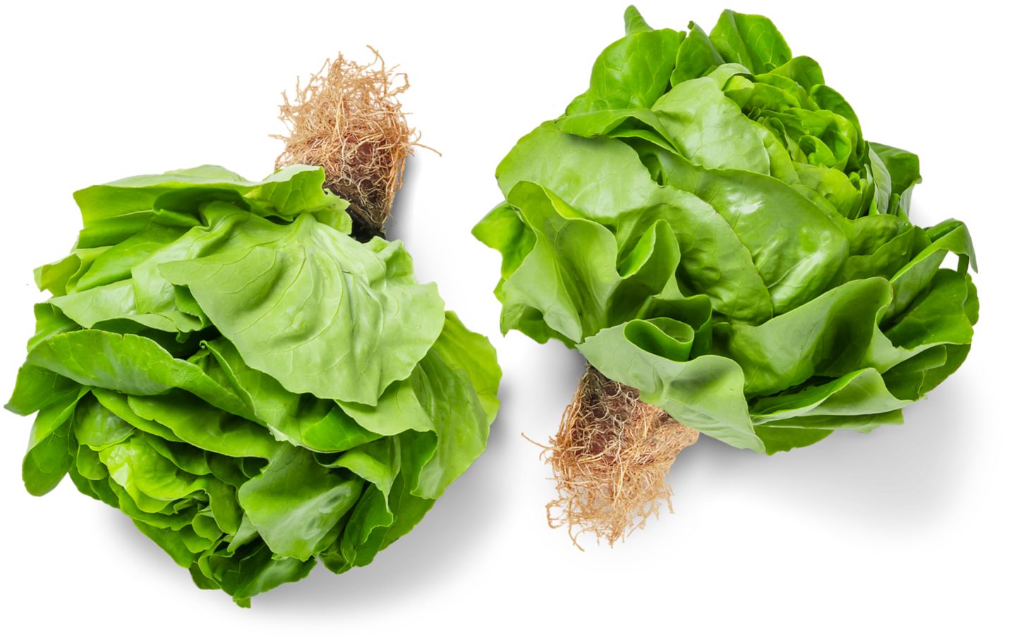 Dtsch. Kopfsalat
