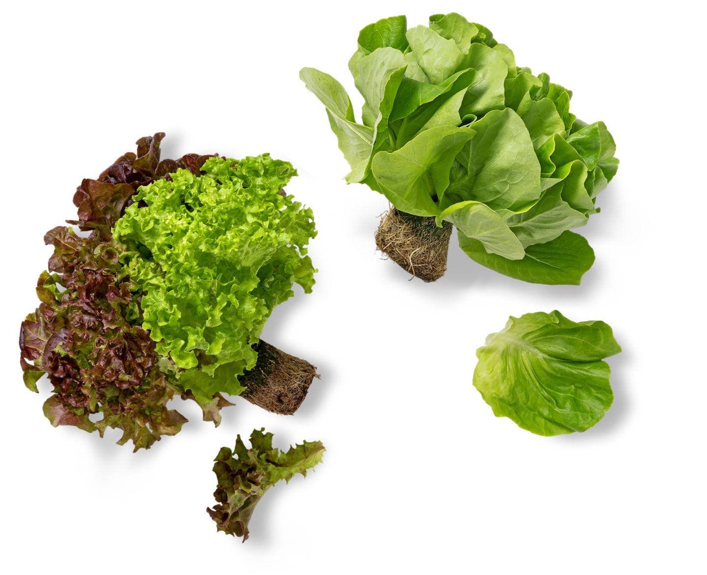 Dtsch. Kopfsalat oder Multicolor-Salat