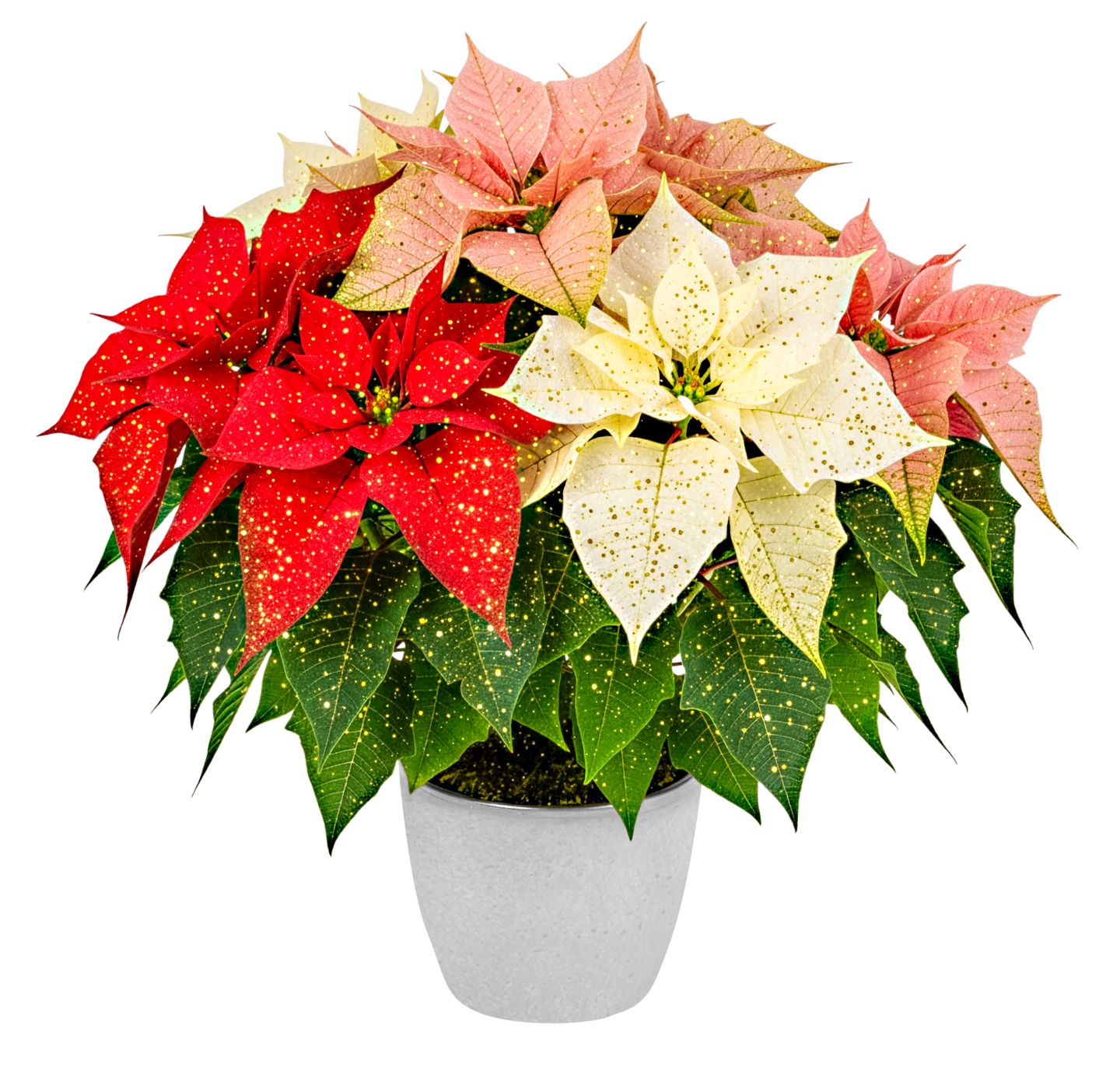 Weihnachtsstern oder Zauberstern Trio