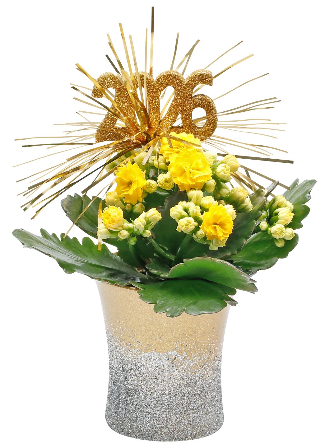 Mini-Silvester-Pflanzen