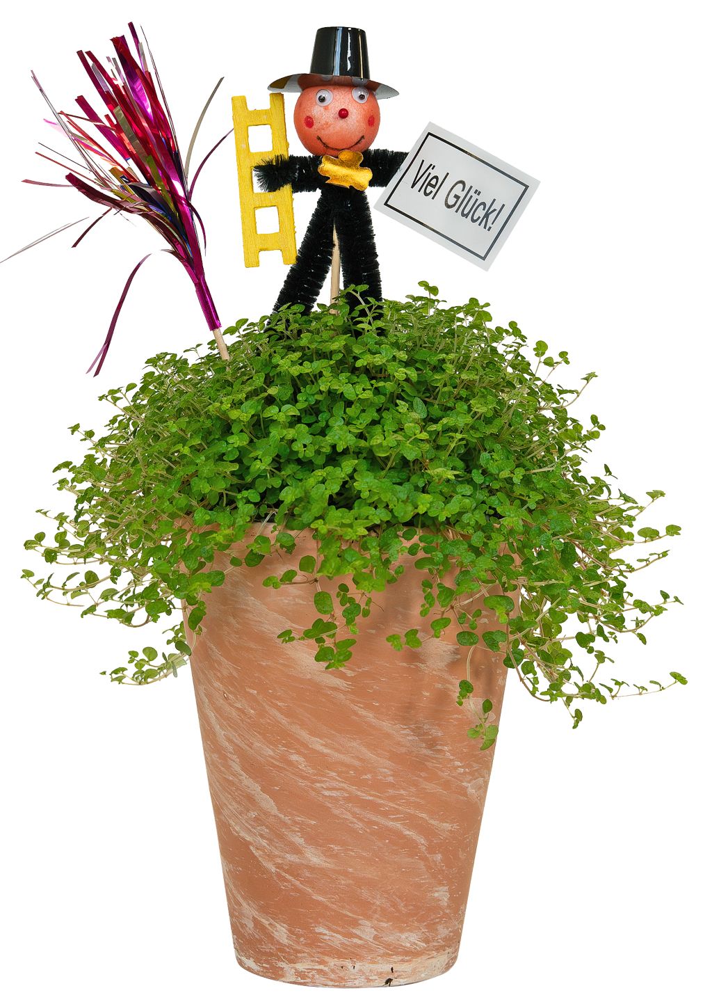 Bubikopf im Terrakotta-Übertopf