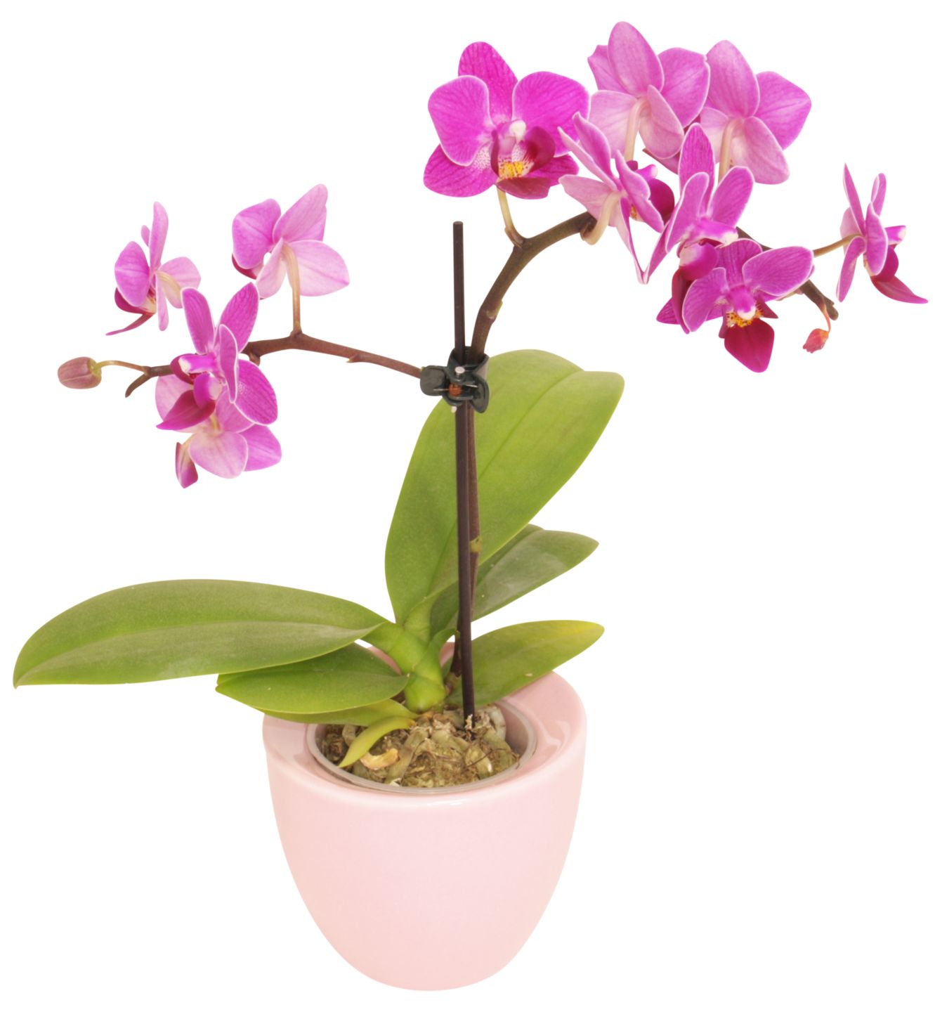 Orchideen im Übertopf oder Potcover