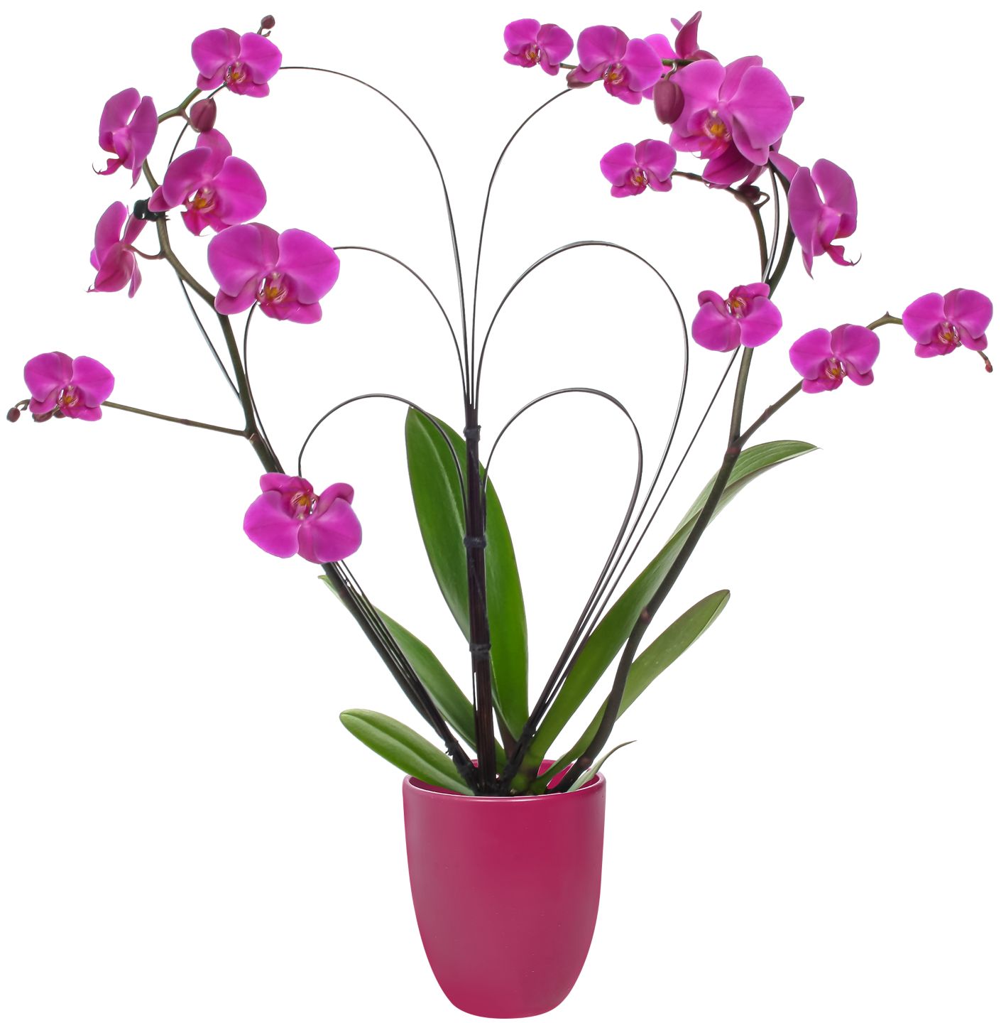 Orchidee im Übertopf  