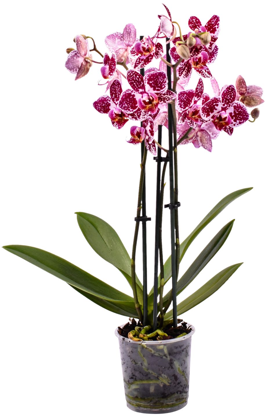 Orchidee