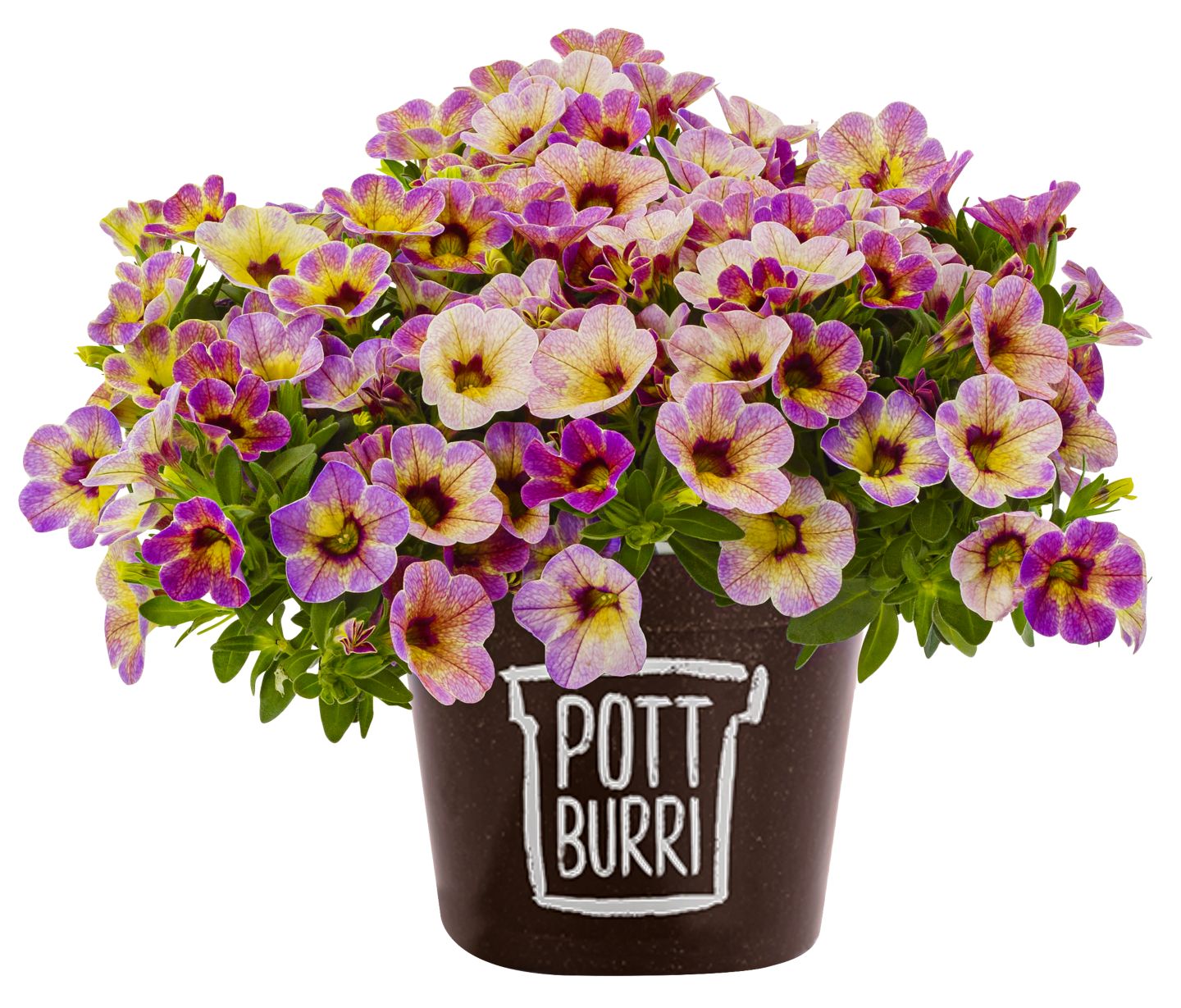 Zauberglöckchen oder Petunien im Pottburri-Topf