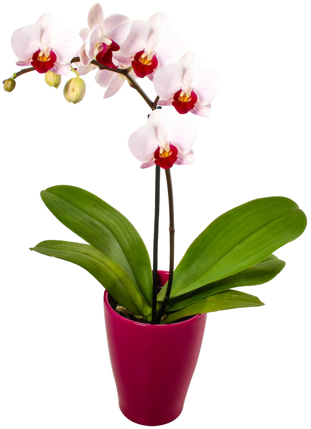 Orchideen im Übertopf oder Potcover