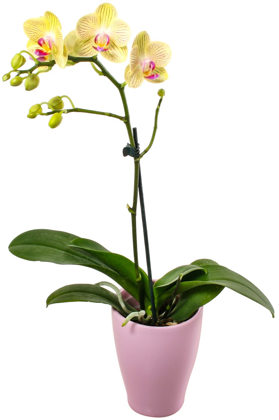 Orchidee im Keramik-Übertopf