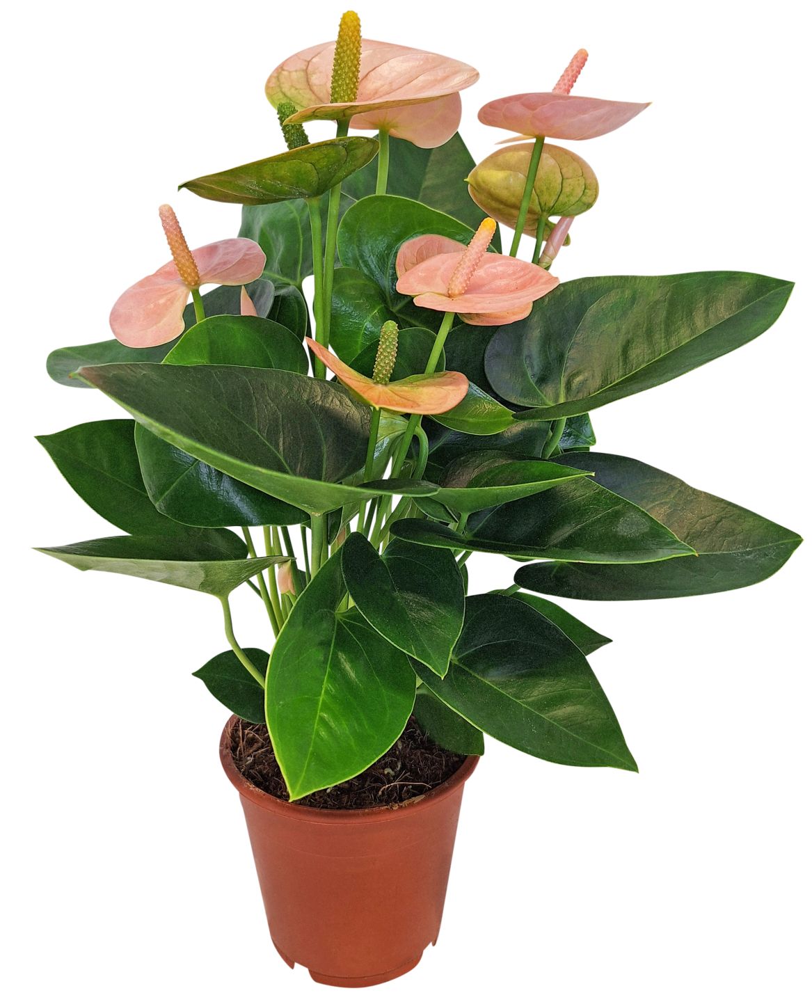 Flamingoblume oder Orchidee