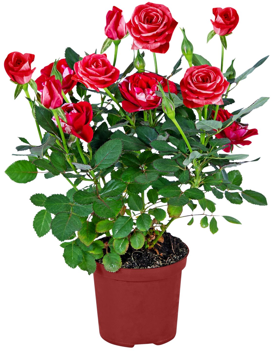 Gartenpflanze