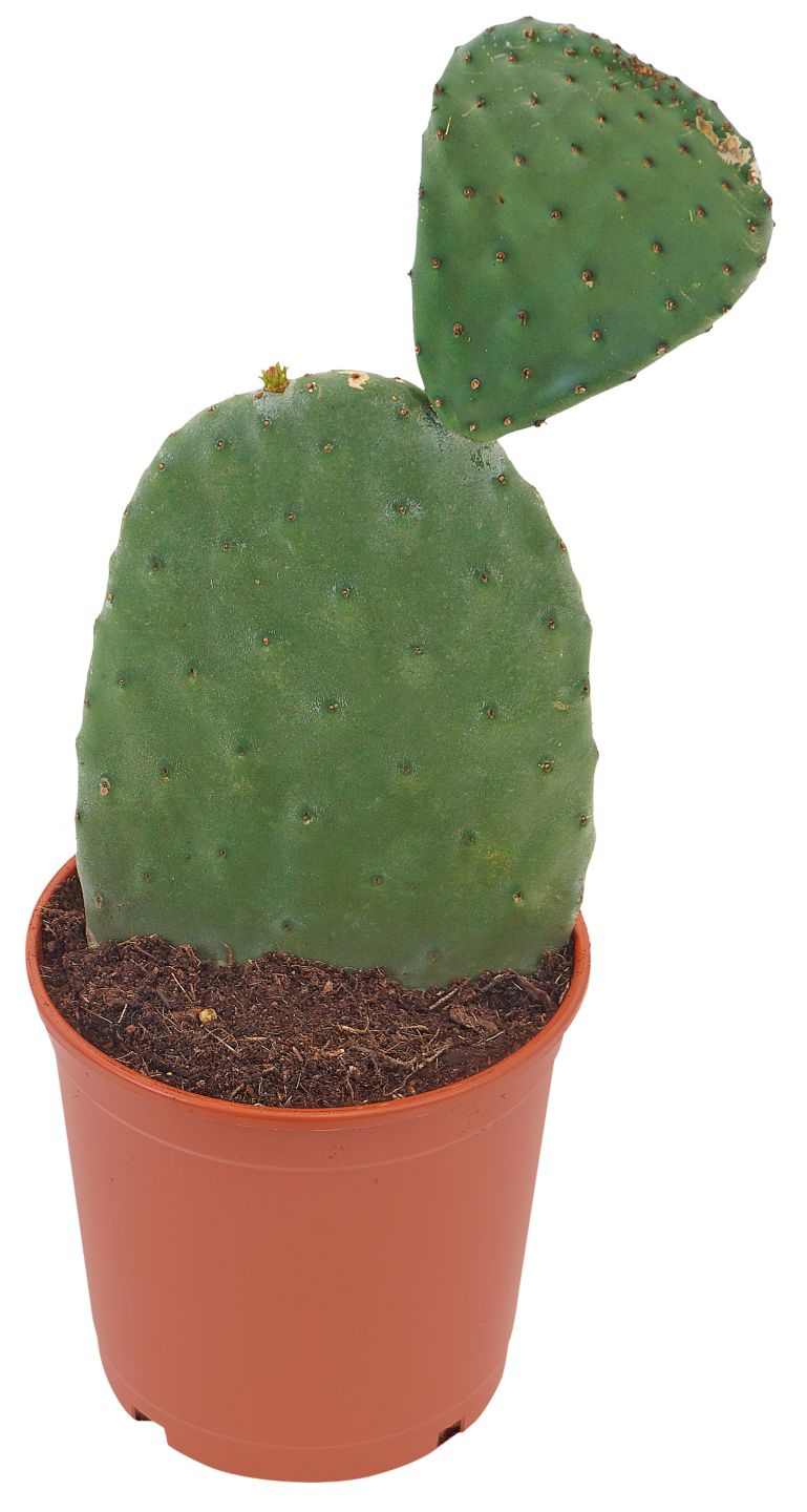 Gartenpflanzen XL