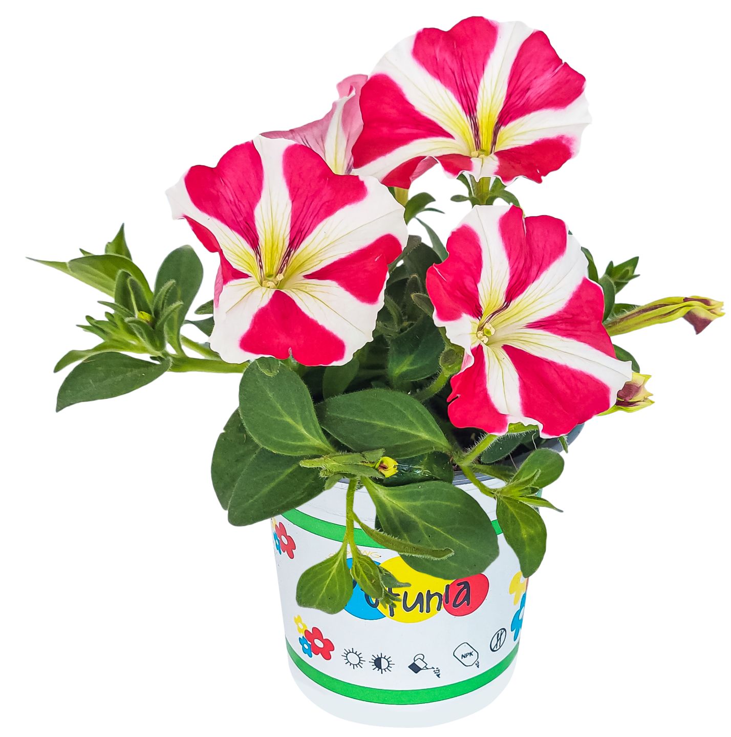 Sommerblumen  