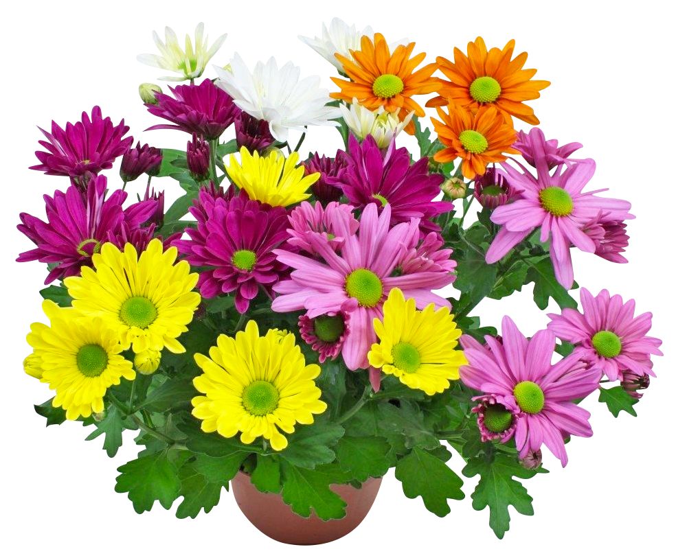 Chrysantheme