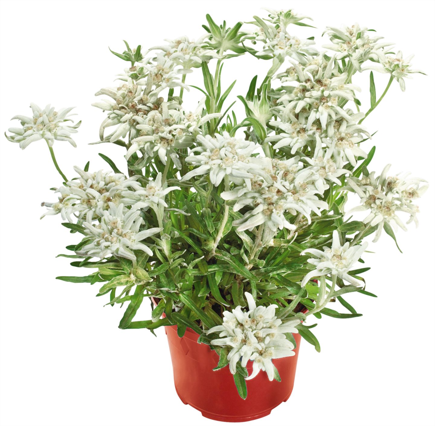 Edelweiss