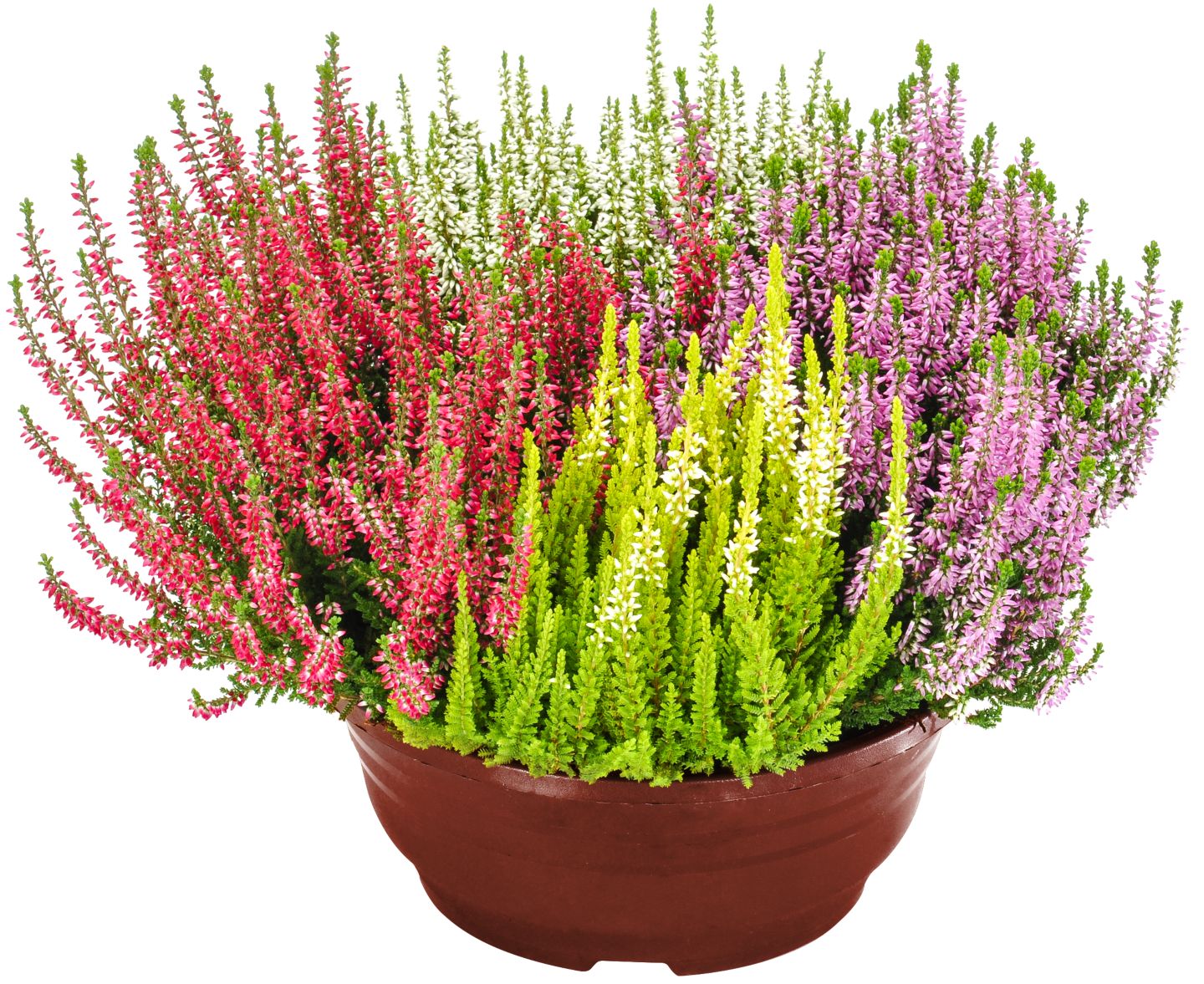 Calluna Schale oder 6er-Tray