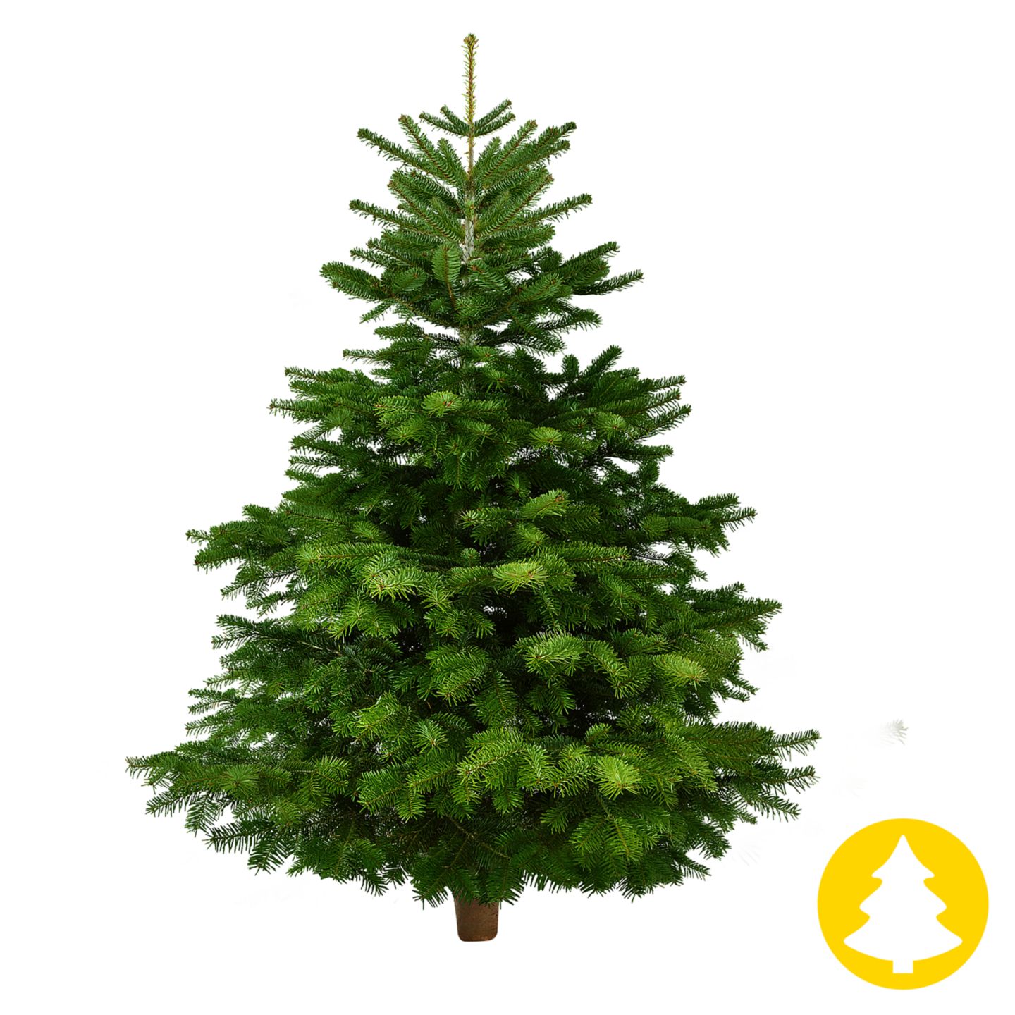 Nordmanntanne auf Holzkreuz