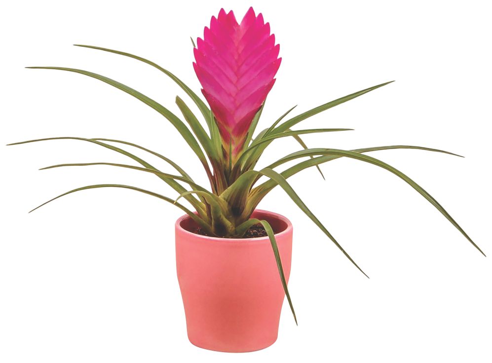 Mini Pflanzen im Keramik-Übertopf