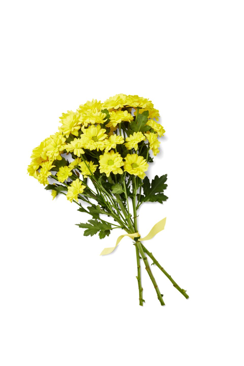 Chrysanthemen Mono, gefärbt, Mix im Bund oder Chrysanthemen Anastasia