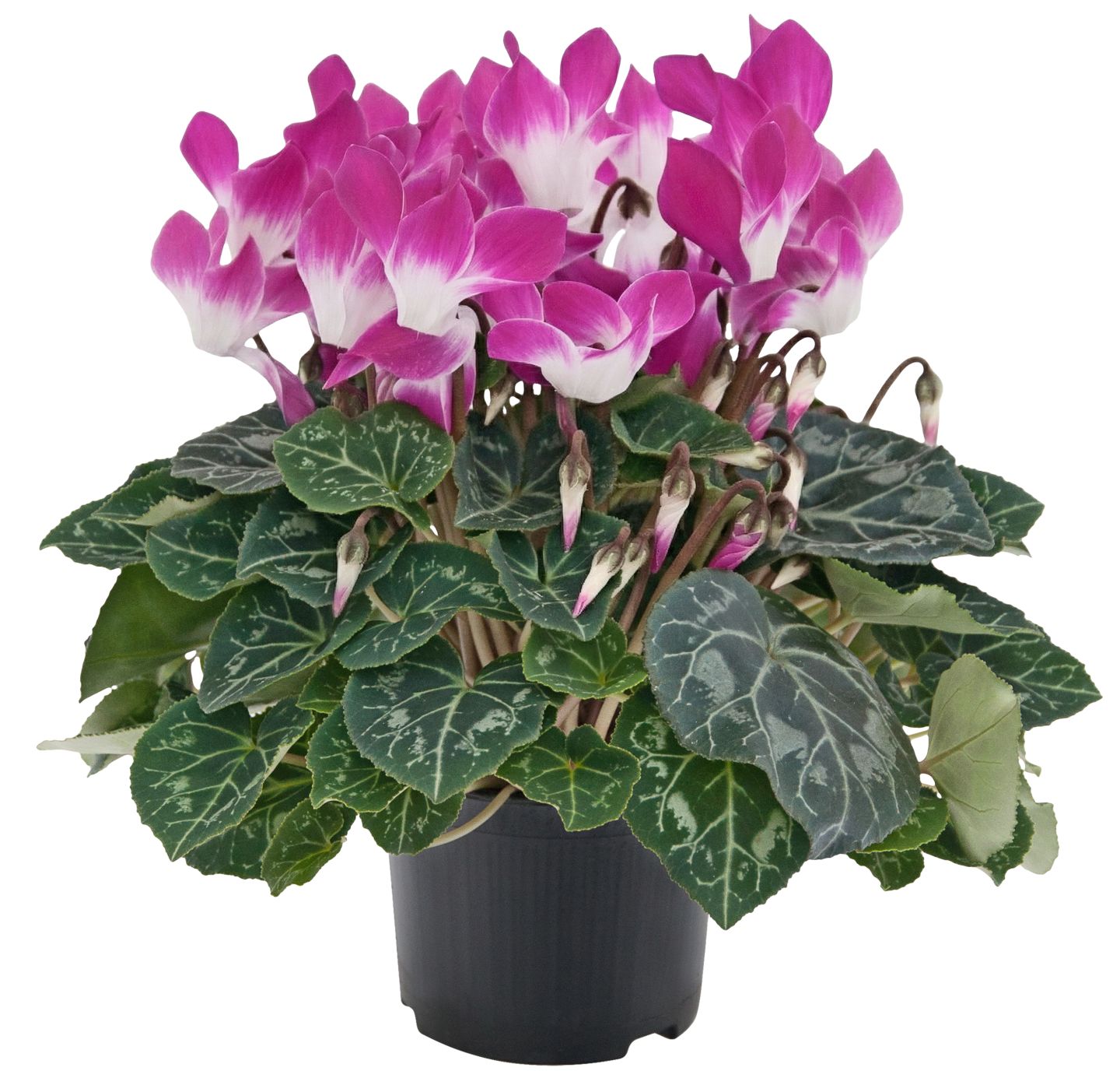 Alpenveilchen Sondersorten