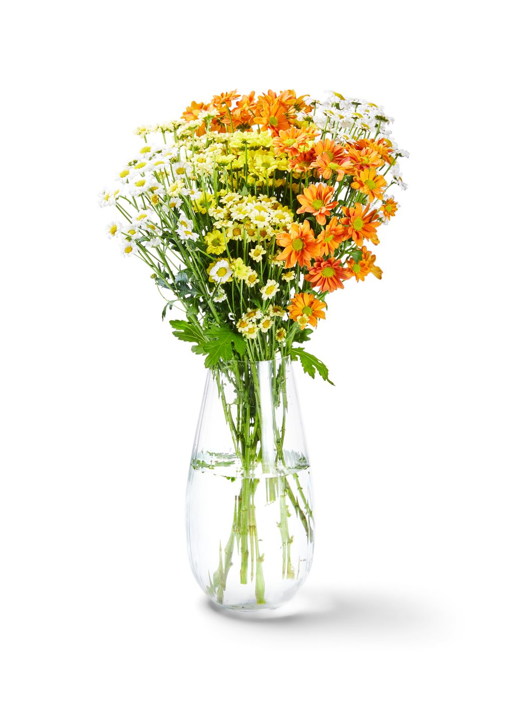 Chrysanthemen Santini Mix  