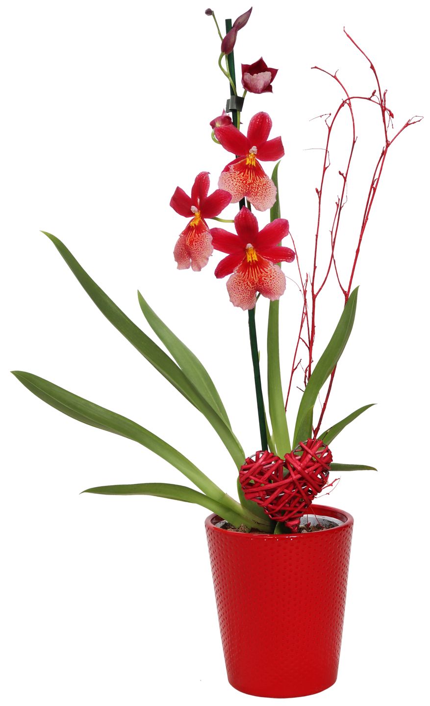 Orchidee im Übertopf