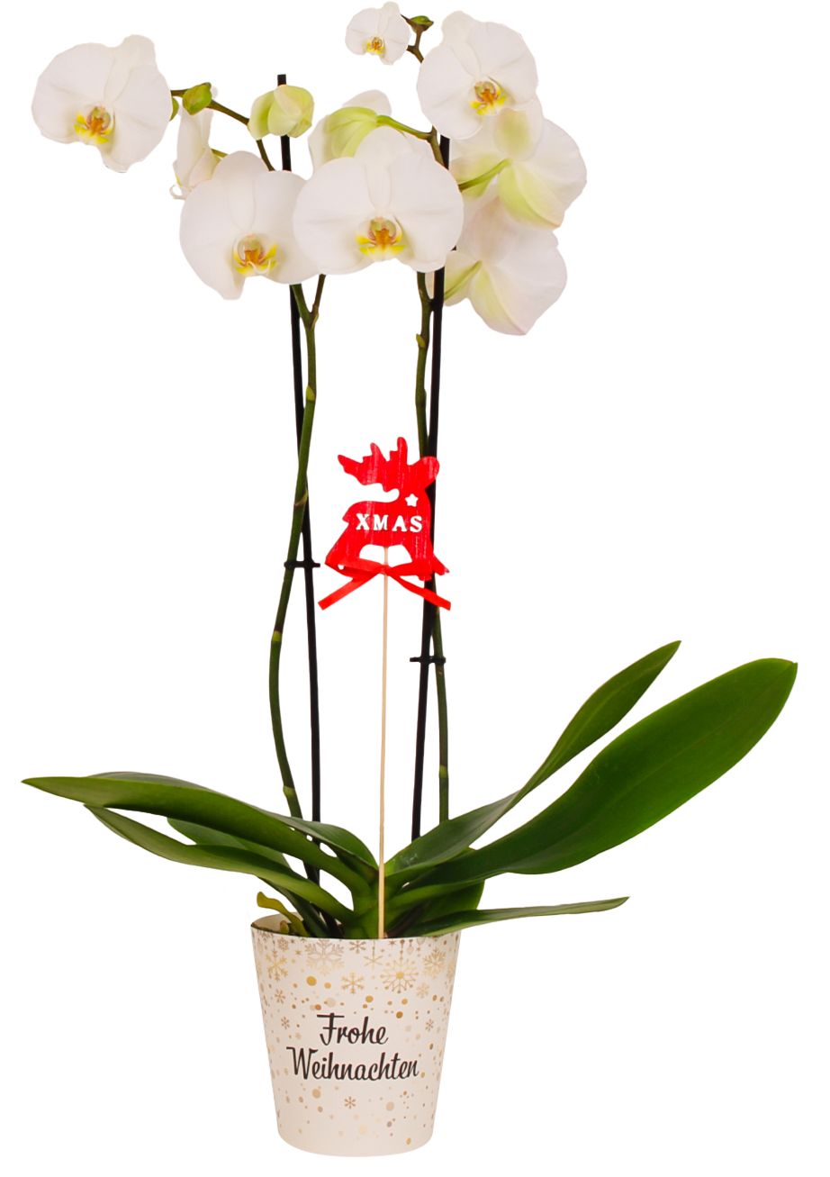 Orchidee im Potcover