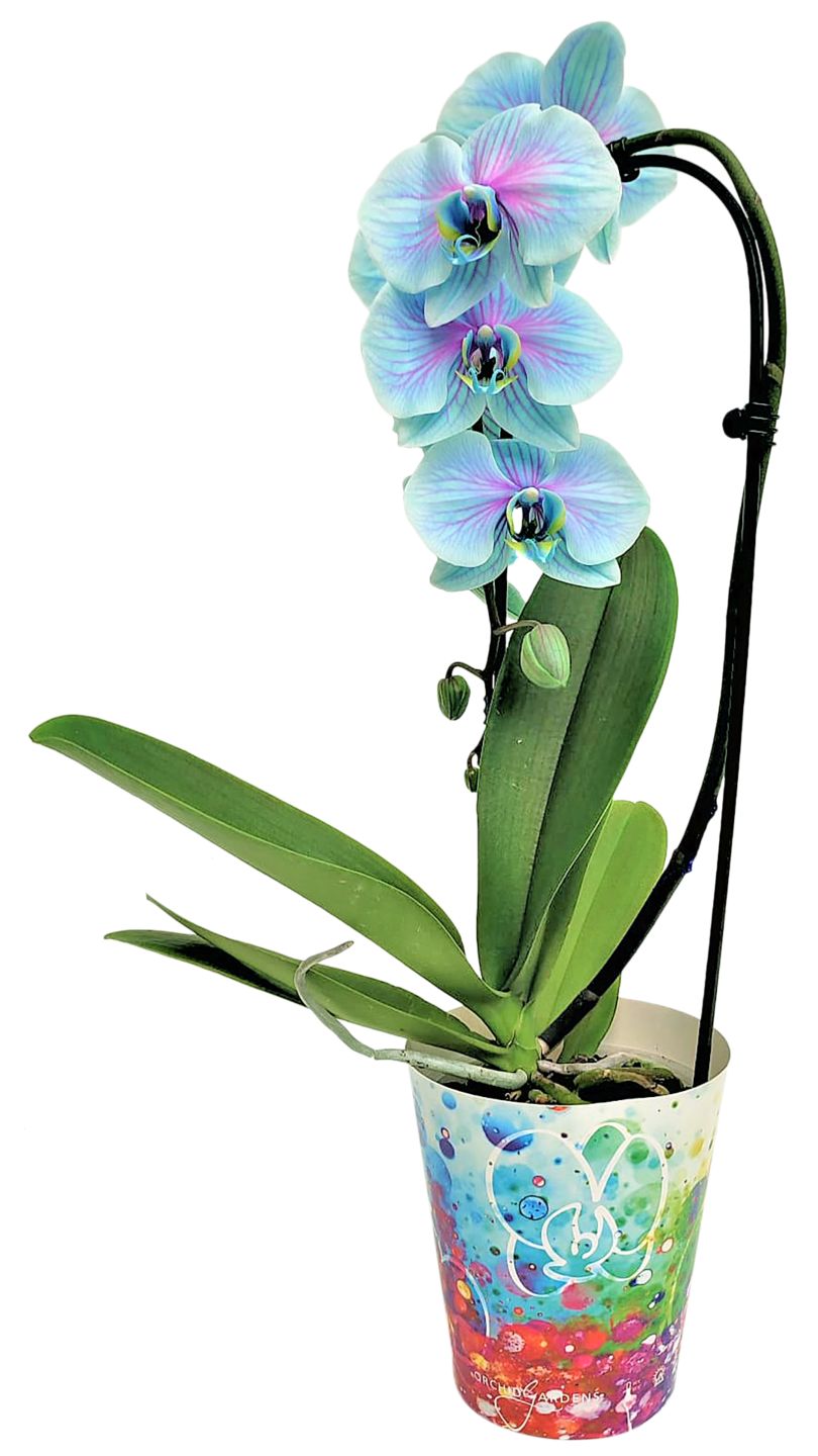 Orchideen
