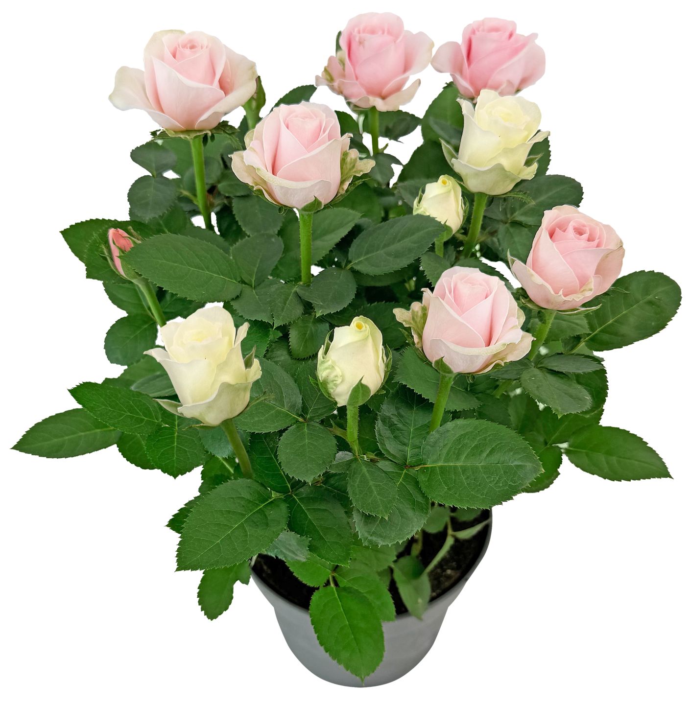 Sommerblumen
