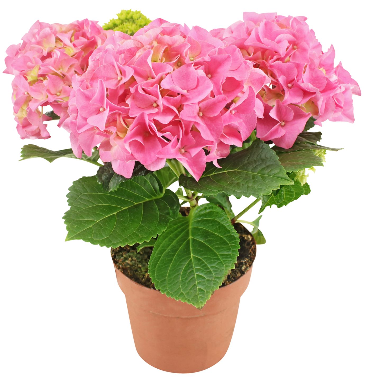 Hortensie
