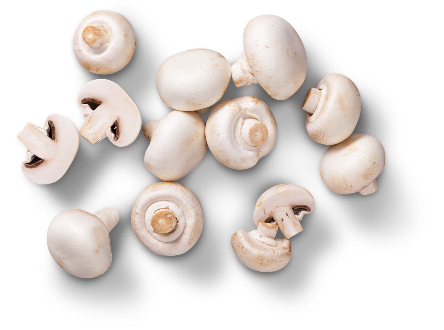 Dtsch./poln. Kulturchampignons, weiß  