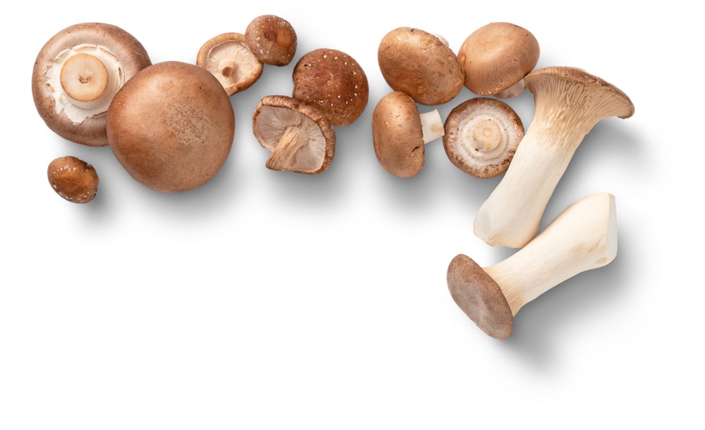 Bioland dtsch. Shiitake-Pilze oder Kräuterseitlinge