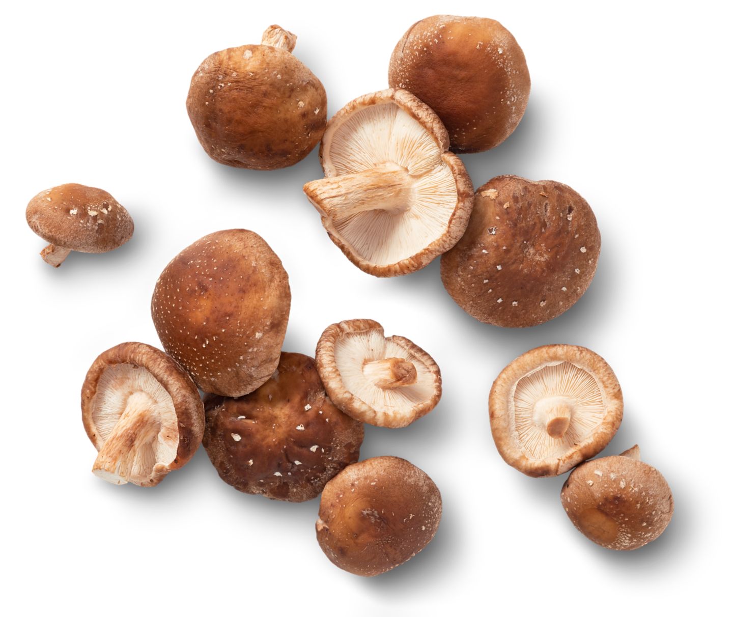 Bioland dtsch. Shiitake-Pilze