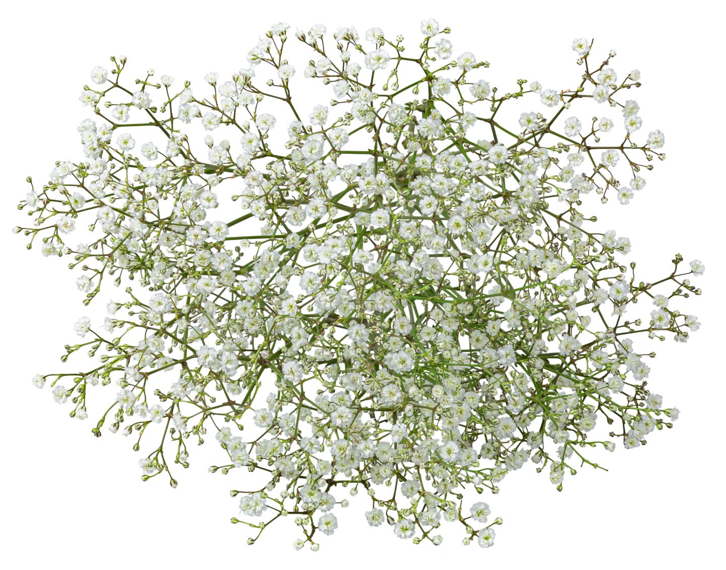 Blumen-Beiwerk  