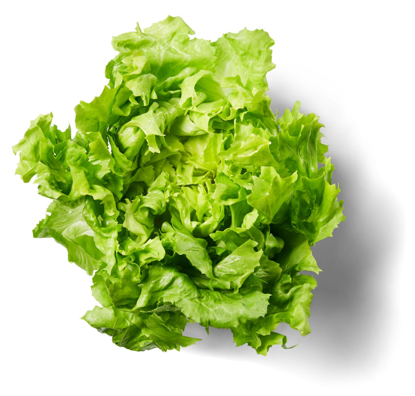 Изображение на Салата Джентиле бр 